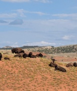 22nd Aug 2025 - Bison 