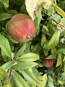 23rd Aug 2025 - Pomegranate at Anglesey Abbey 