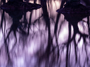 10th Aug 2025 - Tree roots 