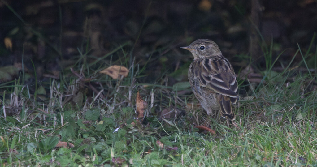 Dropping By by lifeat60degrees