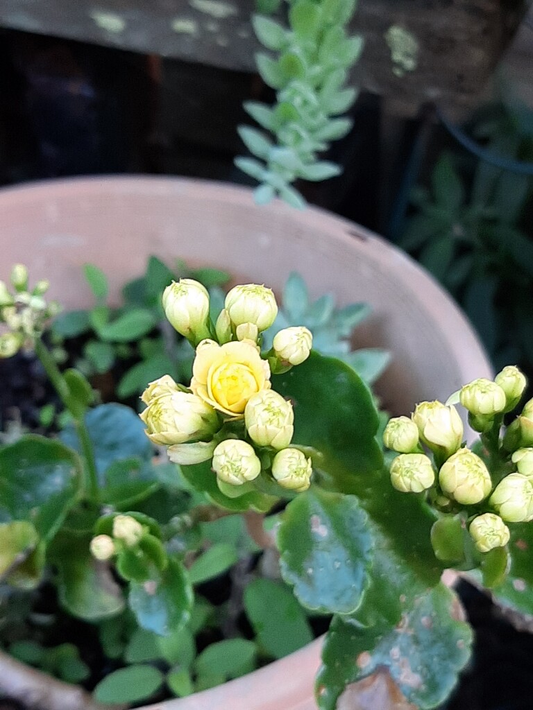 Tiny Colour  by mozette