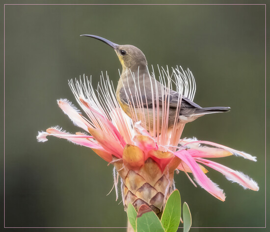 Official Top 20 Chart - Week 784