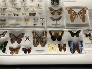 24th Aug 2025 - Zoology Museum, Cambridge, UK