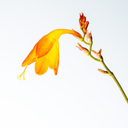 24th Aug 2025 - 77/365