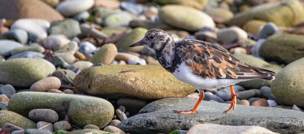 Turnstone by lifeat60degrees