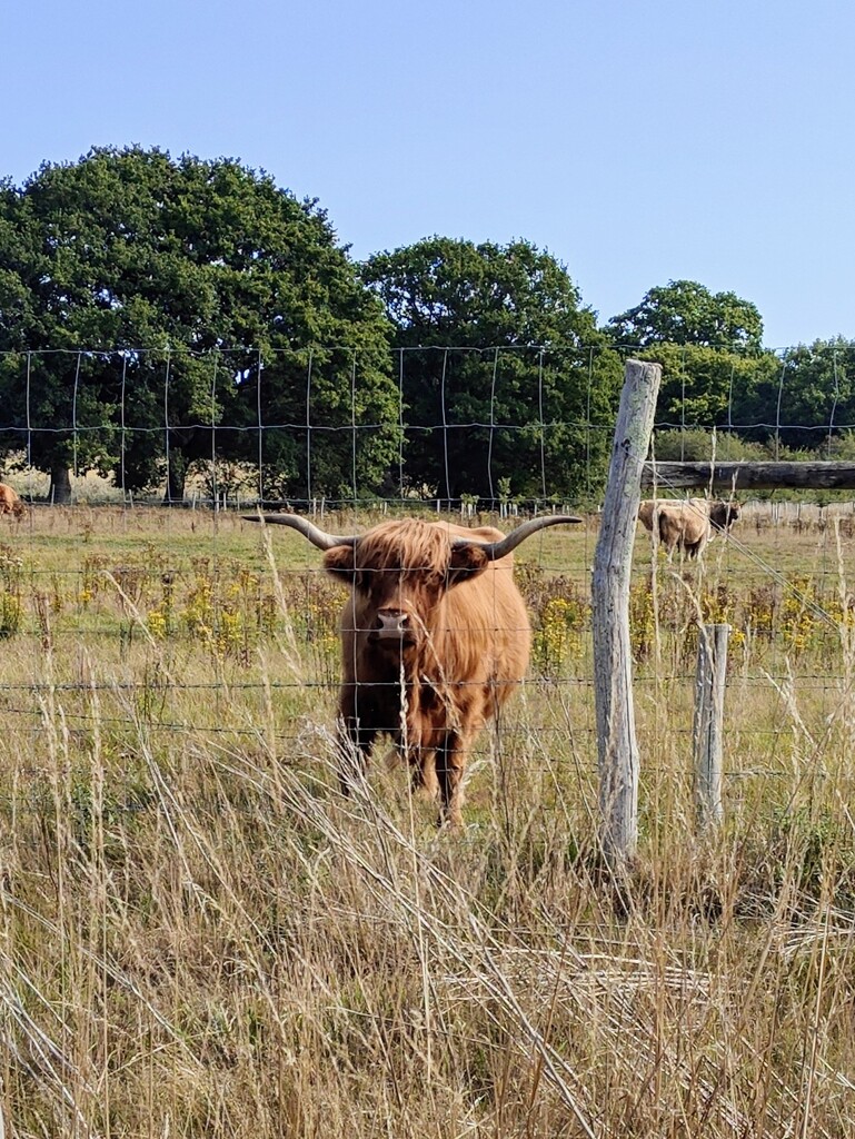 Highland cattle by nickrh14