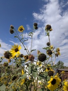 24th Aug 2025 - wabi sabi sunflowers