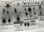 25th Aug 2025 - More Zoology Museum 