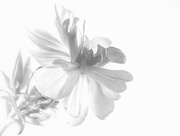 25th Aug 2025 - 78/365