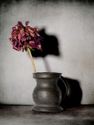 26th Aug 2025 - 79/365