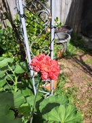 27th Aug 2025 - Flaming Red