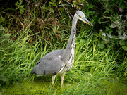 27th Aug 2025 - 80/365