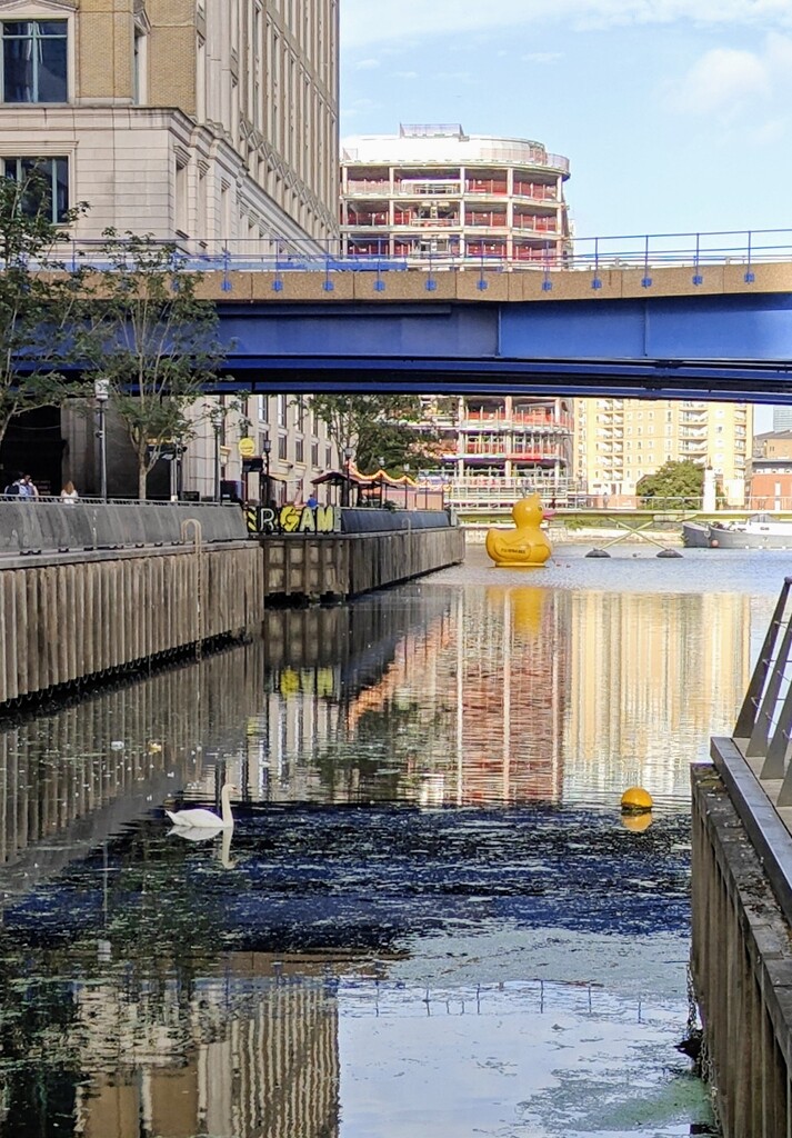 Docklands birds by nickrh14