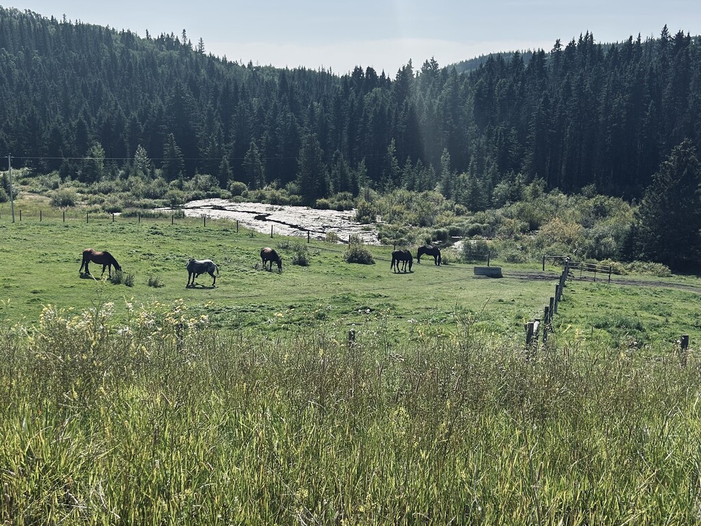 Horses in meadow by sueschaar
