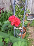 28th Aug 2025 - Same Flower...