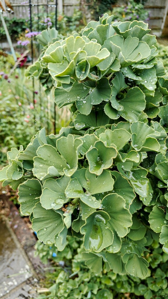 Raindrops by nickrh14