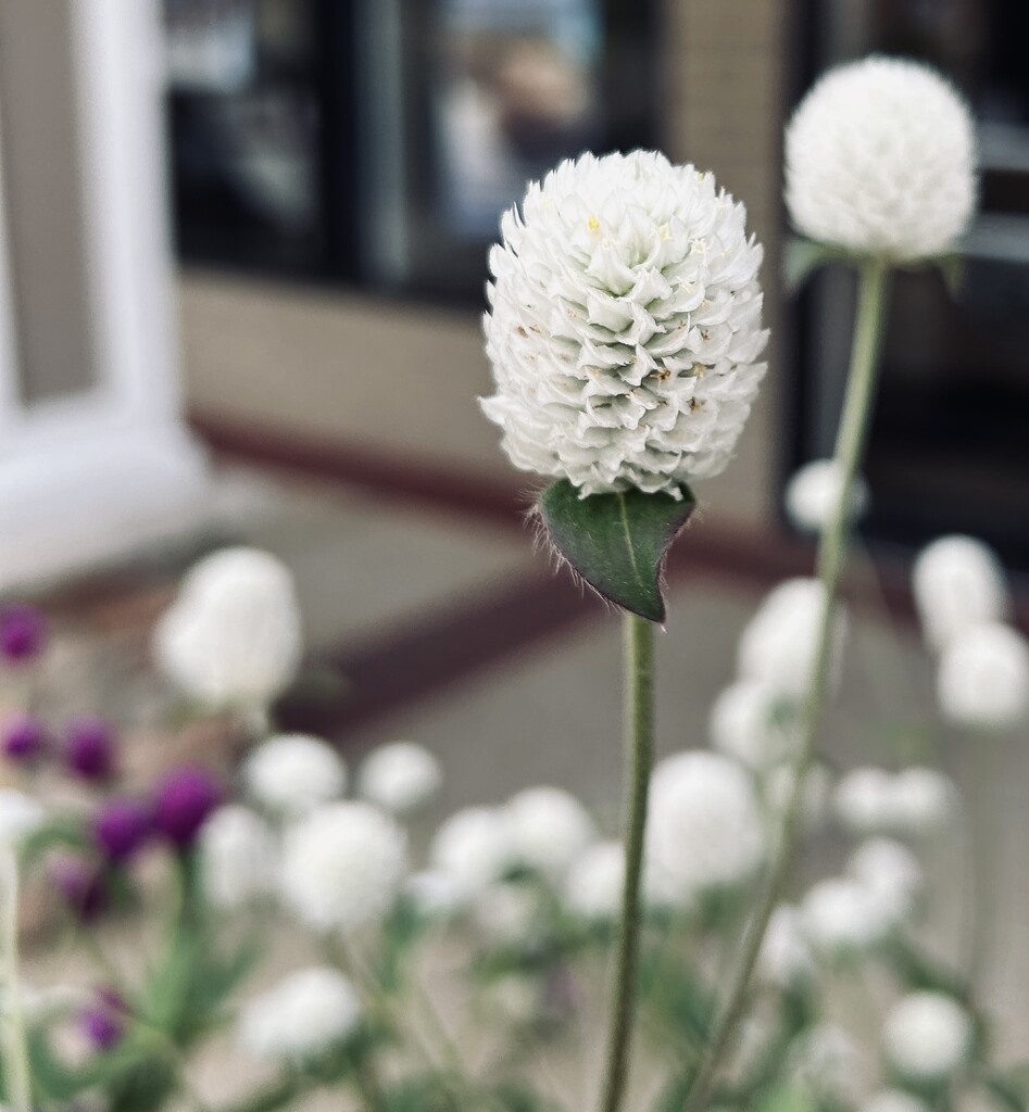 Globe Amaranth, White  by marylandgirl58