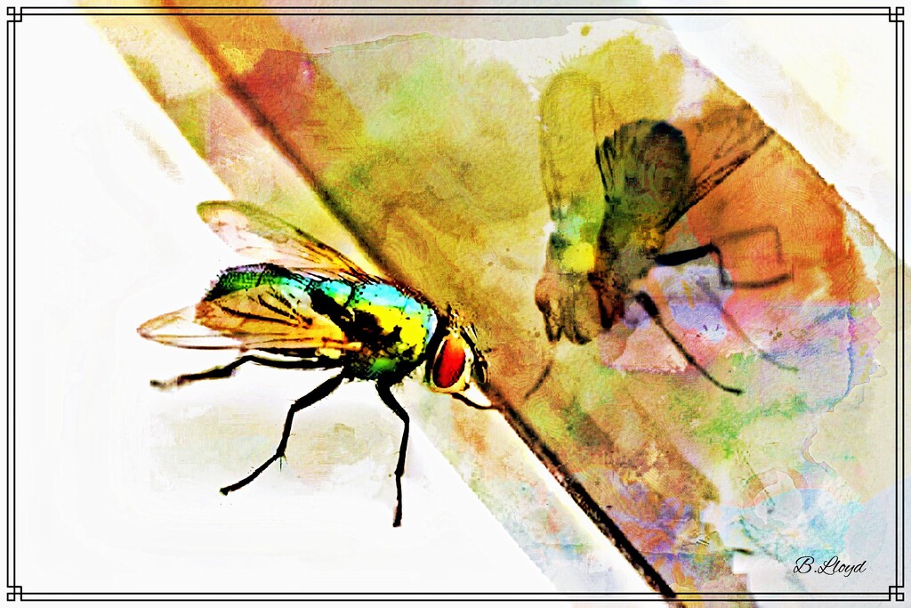Reflection- bluebottle on the window ledge.  by beryl