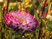 29th Aug 2025 - 82/365