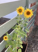 30th Aug 2025 - Cheer