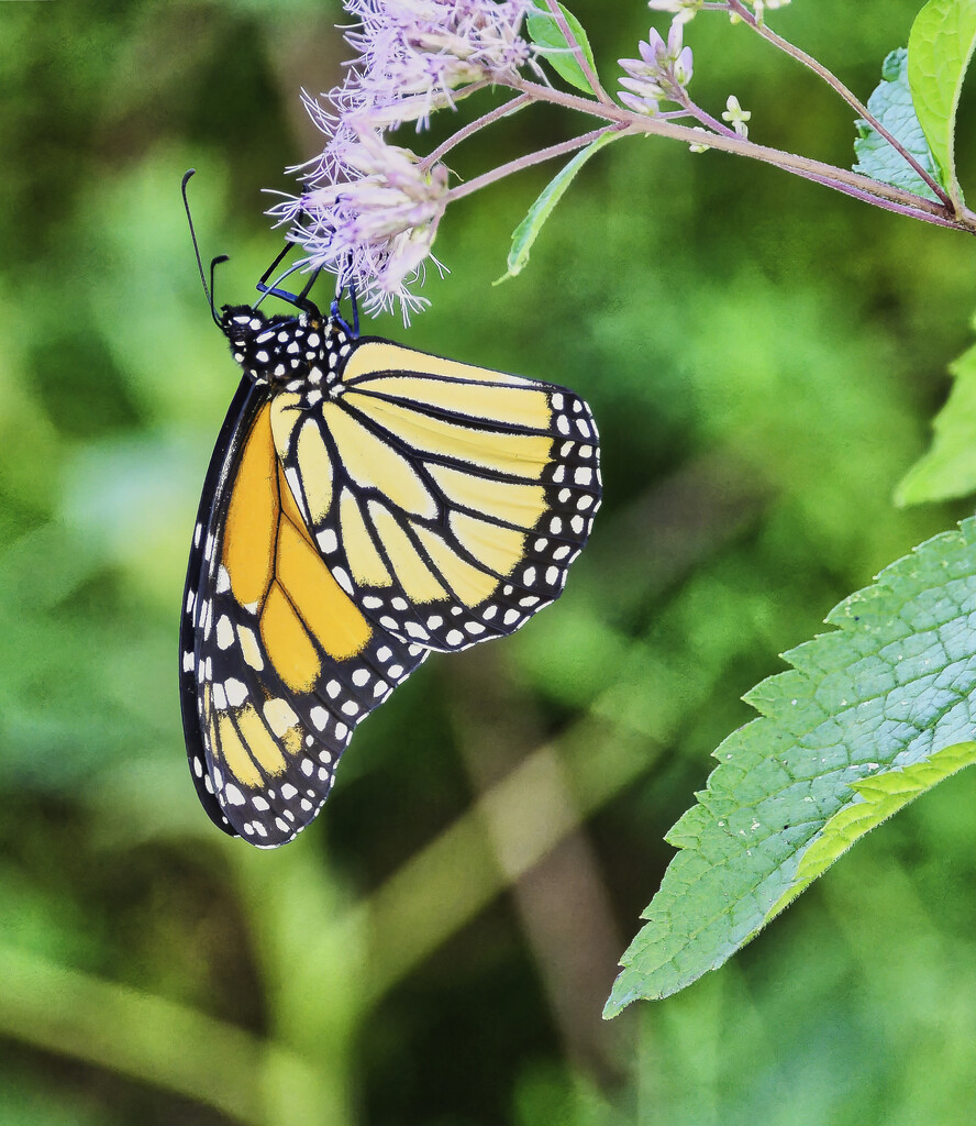 Hanging On by marylandgirl58