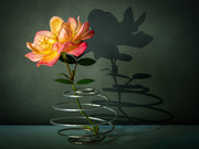 31st Aug 2025 - 84/365