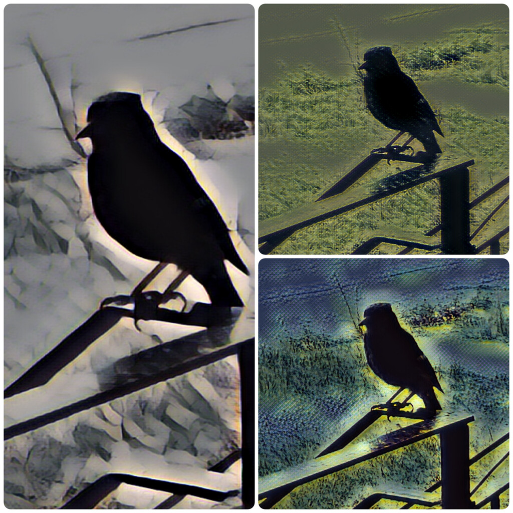 Abstract Silhouettes by spanishliz