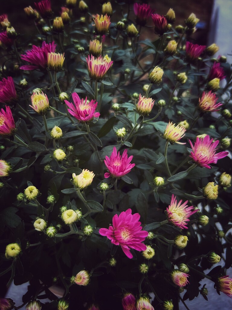 Pink Mums by marylandgirl58