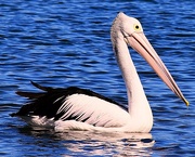 1st Sep 2025 - Another Surprise 