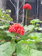 1st Sep 2025 - In Full Bloom 