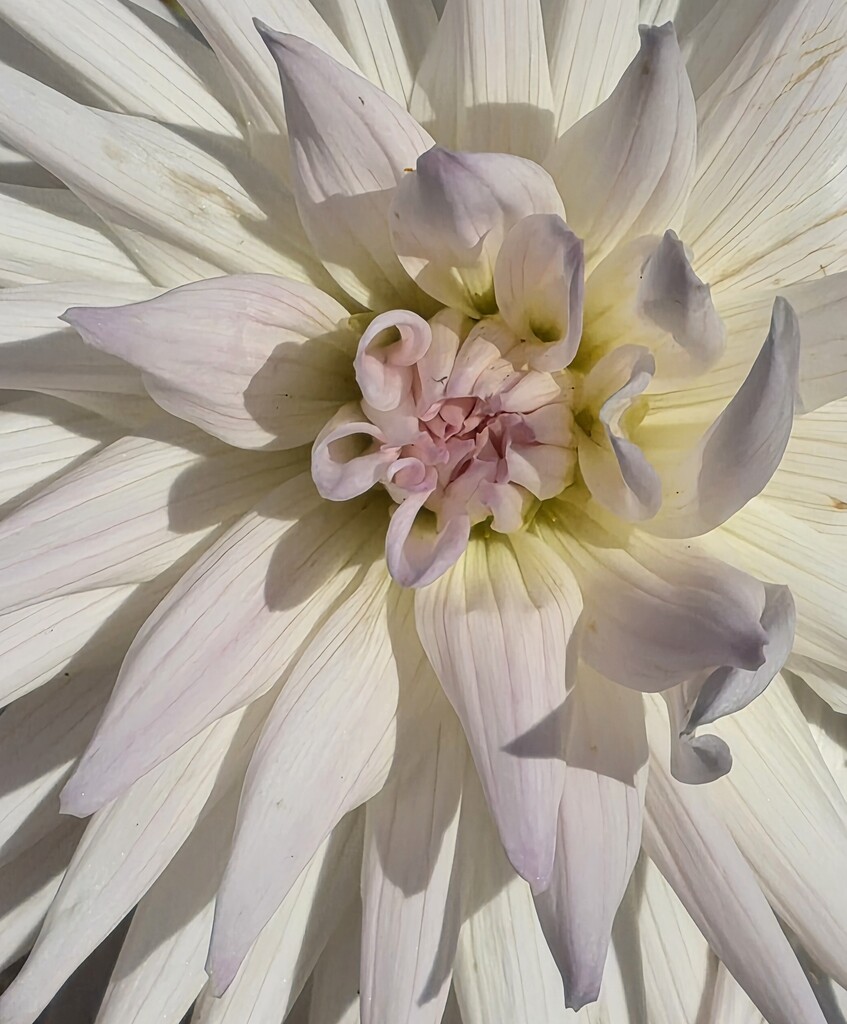 Dahlia by paulabriggs