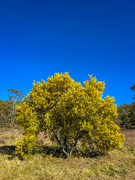 1st Sep 2025 - Wattle 2