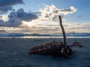 23rd Aug 2025 - A tangle of seaweed