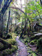 22nd Aug 2025 - The ancient goblin forest 