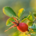 The rose hip in golden hour by haskar
