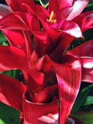 1st Sep 2025 - Bromeliad