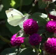 1st Sep 2025 - Don't Forget Me!