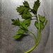 A Sprig of Parsley by olivetreeann