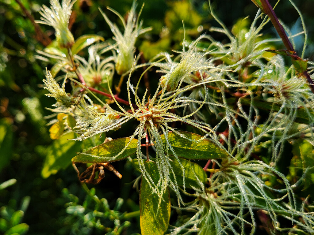 Tendrils by ljmanning