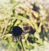 1st Sep 2025 - 1september