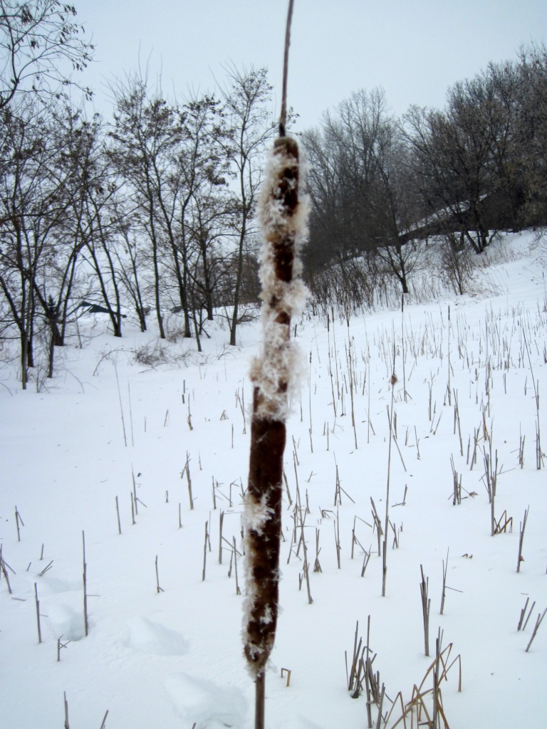 Cattail Marsh - Winter by dakotakid35