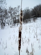 5th Feb 2011 - Cattail Marsh - Winter