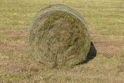 2nd Sep 2025 - Baled