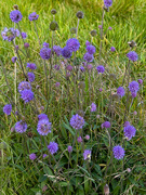 2nd Sep 2025 - Devil's bit Scabious