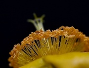 2nd Sep 2025 - St John’s wort