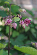 1st Sep 2025 - Bleeding Heart Vine 