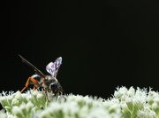 2nd Sep 2025 - A Nice Dusting