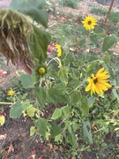 1st Sep 2025 - Life cycle of the bloom