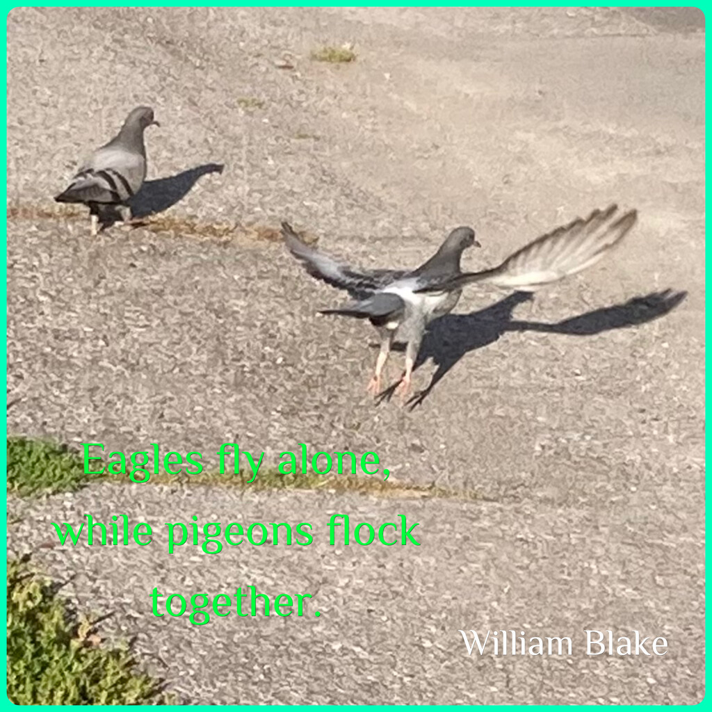 Eagles Fly Alone... by spanishliz