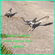 2nd Sep 2025 - Eagles Fly Alone...